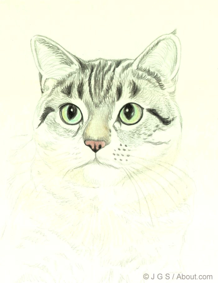 Drawing Of A Cat Using Shapes How to Draw A Cat In Colored Pencil