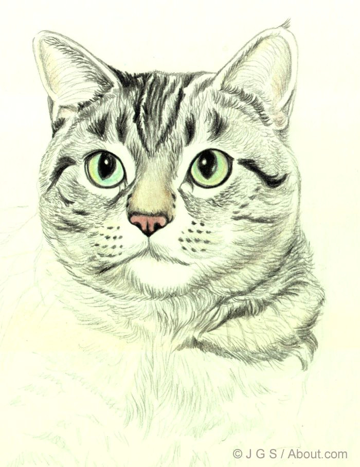 Drawing Of A Cat Using Shapes How to Draw A Cat In Colored Pencil