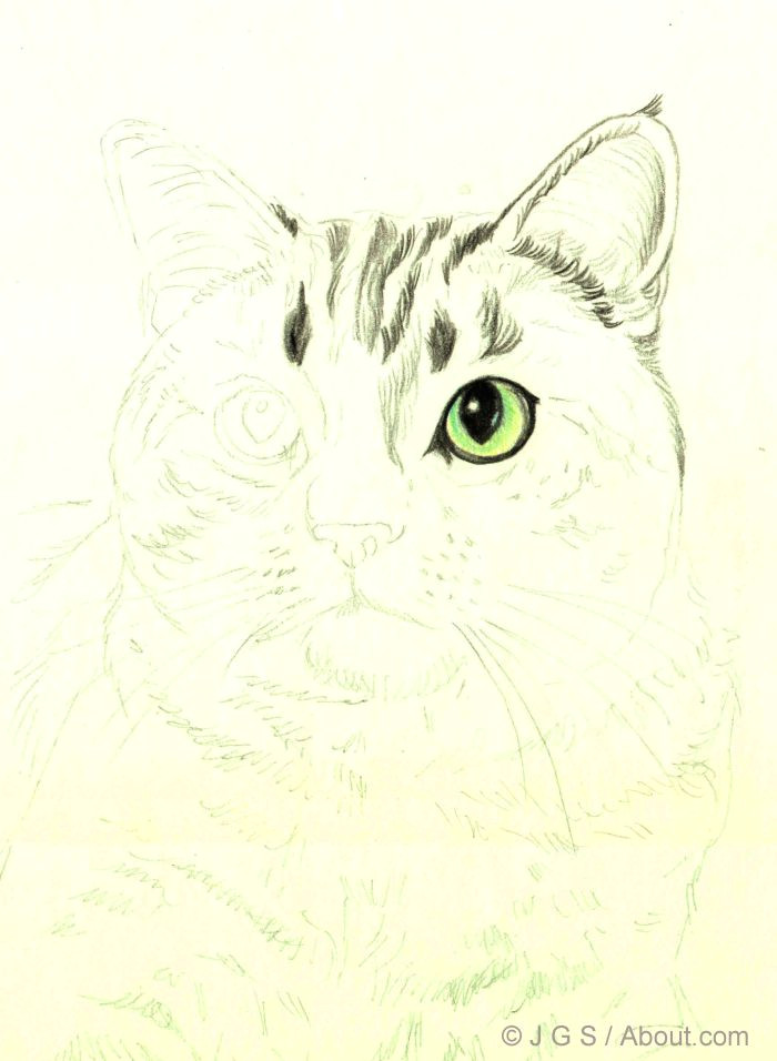 Drawing Of A Cat Using Shapes How to Draw A Cat In Colored Pencil