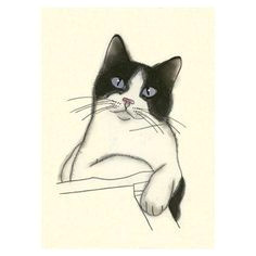 Drawing Of A Cat Walking 2291 Best Cat Drawings Images Cat Art Drawings Cat Illustrations