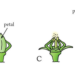 Drawing Of A Catapult Momentum Catapult Mechanism In the Phylum Basdiomycota Species