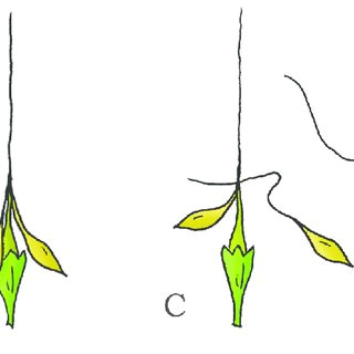 Drawing Of A Catapult Momentum Catapult Mechanism In the Phylum Basdiomycota Species