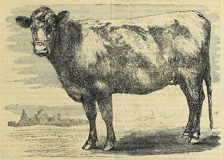 Drawing Of A Cattle Heifer Illustration C 1878 Graphics Illustrations Cow Art