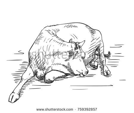 Drawing Of A Cattle Sketch Of Lying Cow Hand Drawn Vector Illustration Abstract