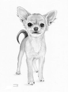 Drawing Of A Chihuahua Dog 586 Best Watercolor Painting Of Chihuahuas Images In 2019 Animal