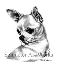 Drawing Of A Chihuahua Dog Die 64 Besten Bilder Von Chihuahua Drawings Chihuahua Art Und