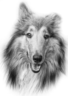 Drawing Of A Collie Dog 1604 Best Coloring Pages Animal Kingdom Images Coloring Books