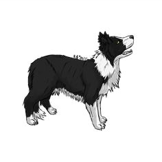 Drawing Of A Collie Dog 27 Best Border Collie Images Drawing Tips Drawing Techniques