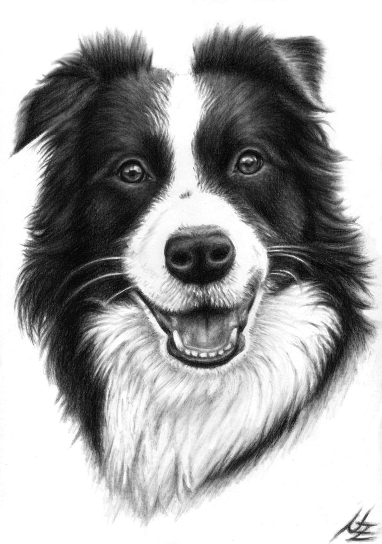 Drawing Of A Collie Dog Border Collie Smile Drawing by Nicole Zeug Saatchi Art