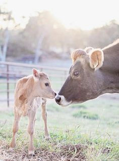 Drawing Of A Cow S Heart 281 Best Farm Life Images Cow Animal Drawings Animal Paintings