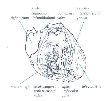 Drawing Of A Cow S Heart Anatomy Of the Heart