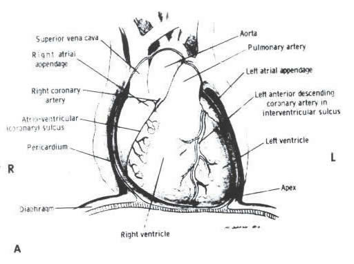 Drawing Of A Cow S Heart Anatomy Of the Heart