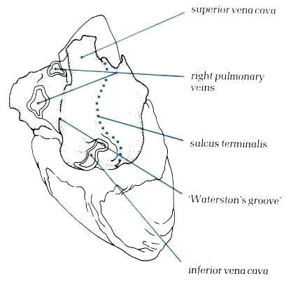 Drawing Of A Cow S Heart Anatomy Of the Heart