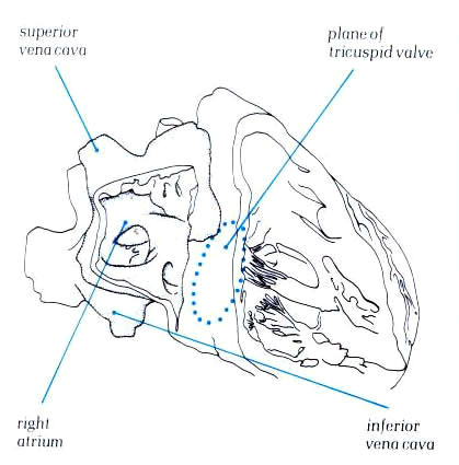 Drawing Of A Cow S Heart Anatomy Of the Heart