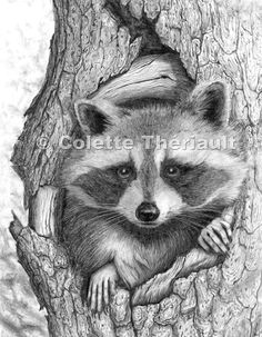 Drawing Of A Cute Raccoon 277 Best Raccoons Drawings and Paintings Of Raccoons Images