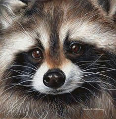 Drawing Of A Cute Raccoon 638 Best Raccoons In Art Images In 2019 Raccoons Animaux Cut Animals