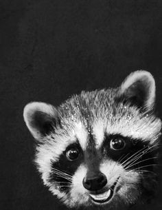 Drawing Of A Cute Raccoon 638 Best Raccoons In Art Images In 2019 Raccoons Animaux Cut Animals