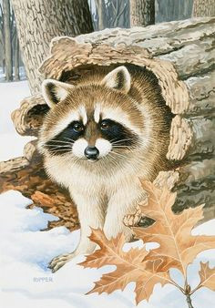 Drawing Of A Cute Raccoon 638 Best Raccoons In Art Images In 2019 Raccoons Animaux Cut Animals