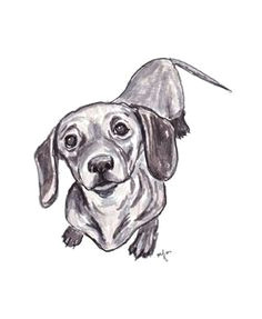 Drawing Of A Dachshund Dog 1185 Best Dachshund Pics Images Cute Dogs Dachshund Dog Daschund