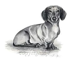 Drawing Of A Dachshund Dog 57 Best Chooch Images In 2019 Dachshund Dog Sausages Dachshund