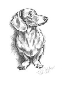 Drawing Of A Dachshund Dog Dachshund Clube something S Sketchy Dachshund Dogs Dachshund Art