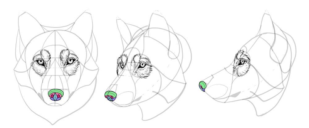 Drawing Of A Dangerous Dog How to Draw A Wolf Head and Shoulders Knees and Paws