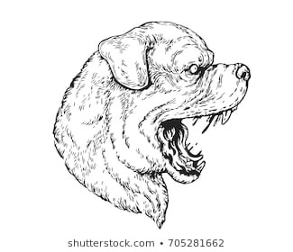 Drawing Of A Dangerous Dog Royalty Free Angry Rottweiler Images Stock Photos Vectors