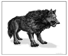 Drawing Of A Dire Wolf 70 Best Winter Wolf Images Wolves Drawings Monsters