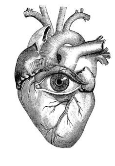 Drawing Of A Dissected Heart 245 Best Hearts Hearts Hearts Images Human Heart Anatomical Heart