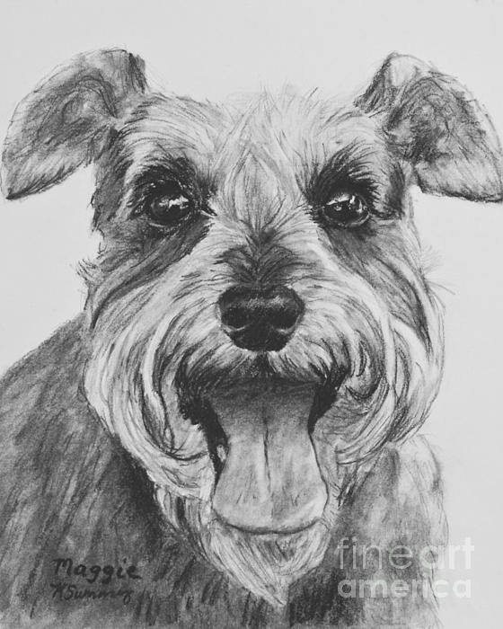 Drawing Of A Dog Barking Schnauzer Dog Print Drawing Bearded Wonders Schnauzers
