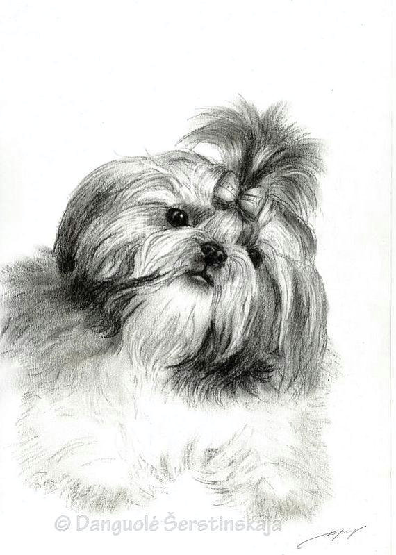 Drawing Of A Dog Biscuit A A Doge A A A O A A A C O O Pinterest Shih Tzu Dogs