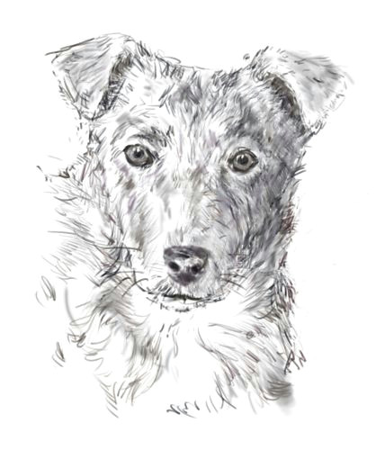 Drawing Of A Dog Biscuit How to Draw A Dog From A Photograph