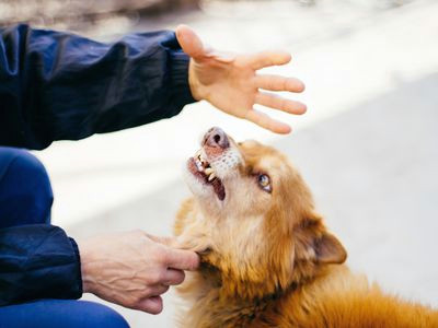 Drawing Of A Dog Bite Reasons why Dogs Bite and How to Stop It