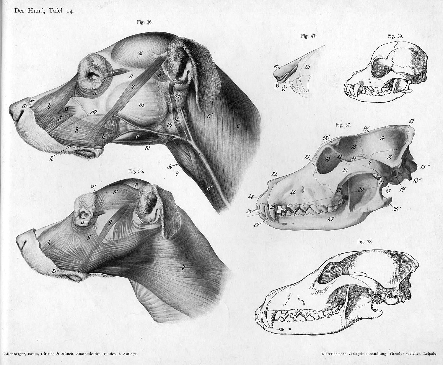 Drawing Of A Dog Bone Lose Yourself In the Gorgeous Anatomical Drawings Of Hermann