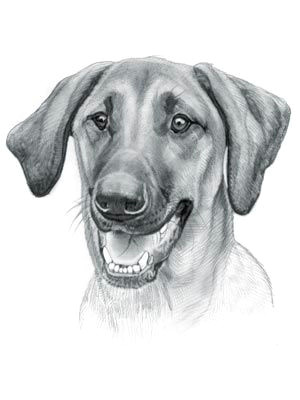 Drawing Of A Dog Breed Redbone Coonhound Dog Drawings Redbone Coonhound Dogs Dog