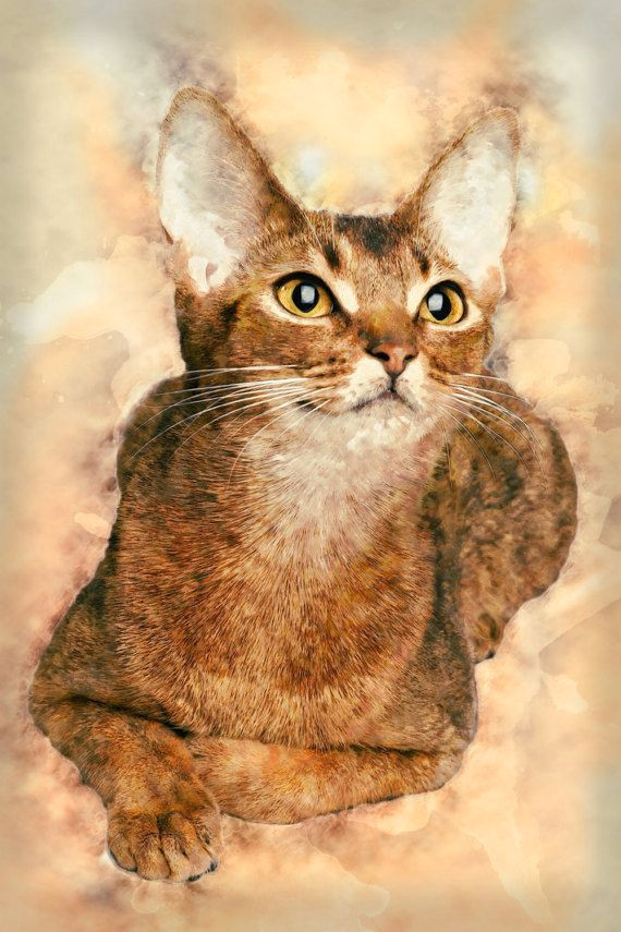 Drawing Of A Dog Cat Abyssinian Cat Art Canvas Print Ready to Hang Abyssinian Wall Art