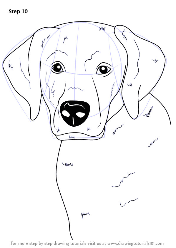 Drawing Of A Dog Face Step by Step How to Draw A Labrador Face Drawingtutorials101 Com