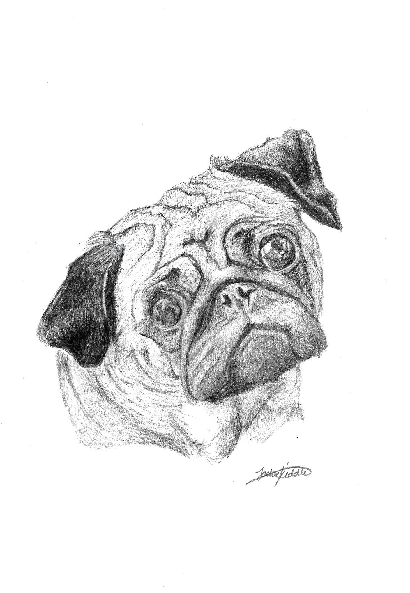 Drawing Of A Dog Footprint Pug 25 Print Art Drawing Ww Petsbypencil Co Nz Prints Draw