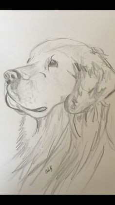 Drawing Of A Dog Hard Quick Graphite Sketch Of A Labrador Puppy Cat Drawing In 2019