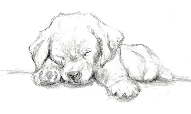 Drawing Of A Dog Hard Quick Graphite Sketch Of A Labrador Puppy Cat Drawing In 2019