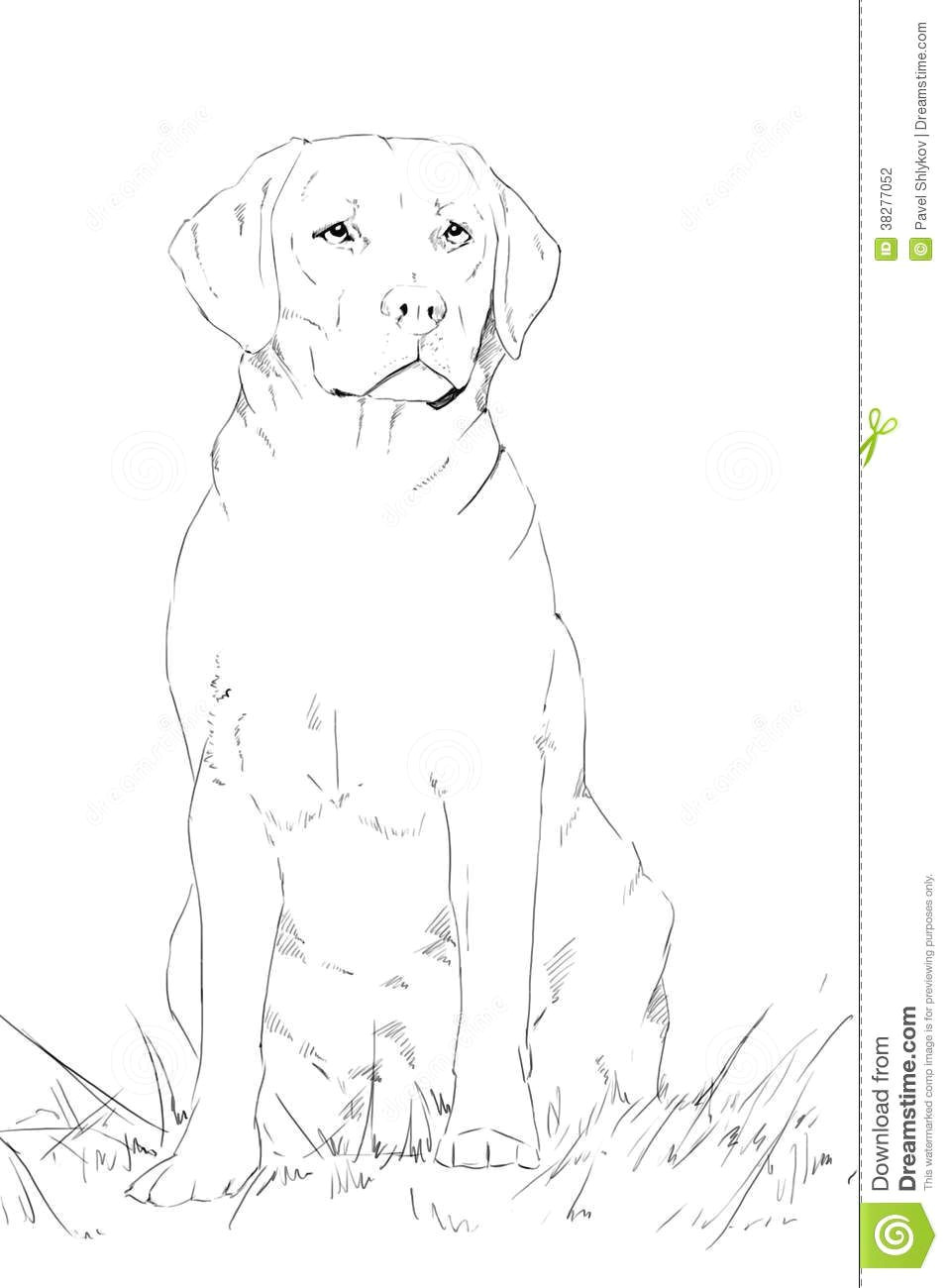 Drawing Of A Dog Images Dog Sitting Drawing Art Drawings Dog Portraits Painting