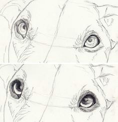 Drawing Of A Dog Jumping How to Draw Dog Eyes that Look Amazingly Realistic Drawings