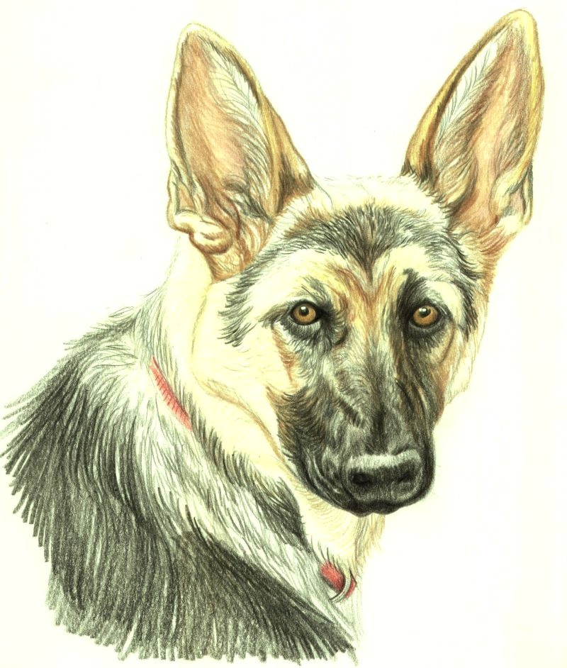 Drawing Of A Dog Lying Down Drawing Lesson A German Shepherd In Colored Pencil