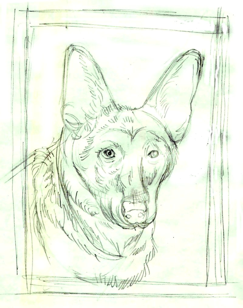 Drawing Of A Dog Lying Down Drawing Lesson A German Shepherd In Colored Pencil