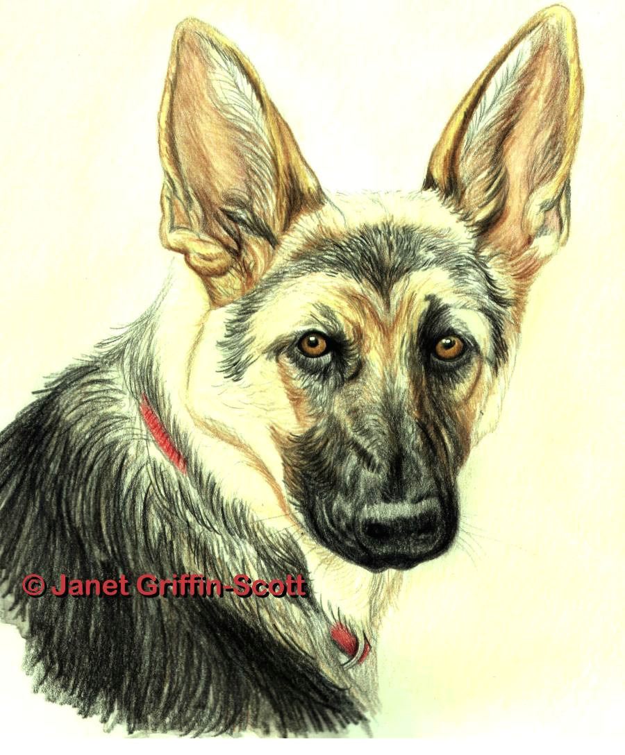 Drawing Of A Dog Lying Down Drawing Lesson A German Shepherd In Colored Pencil