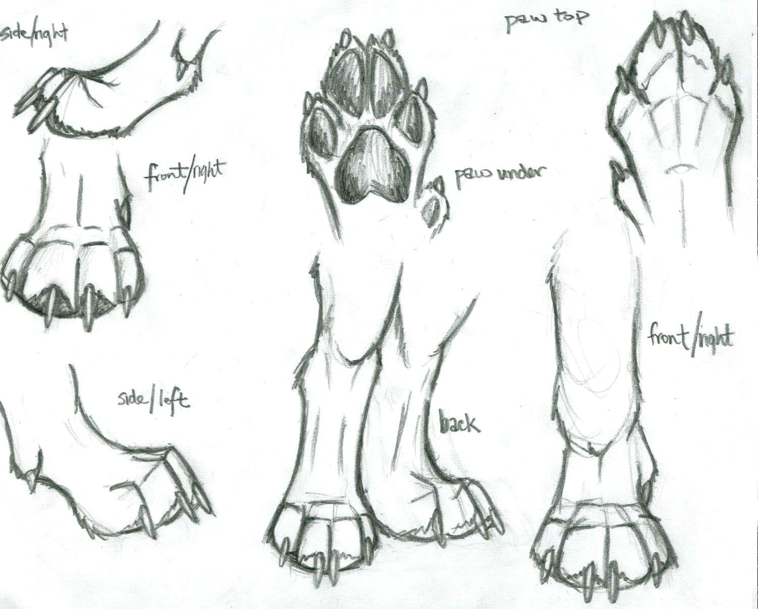 Drawing Of A Dog Paw Image Result for Anatomical Drawings Dog Paws Interesting