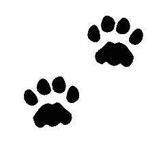 Drawing Of A Dog Paw Print 14 Best Tattoo Paws Feet Images Dog Paw Prints Dog Paw Pads