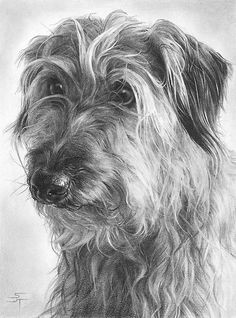 Drawing Of A Dog Running 358 Best Dog Art Dog Illustration Images Drawings Dog Art Dog