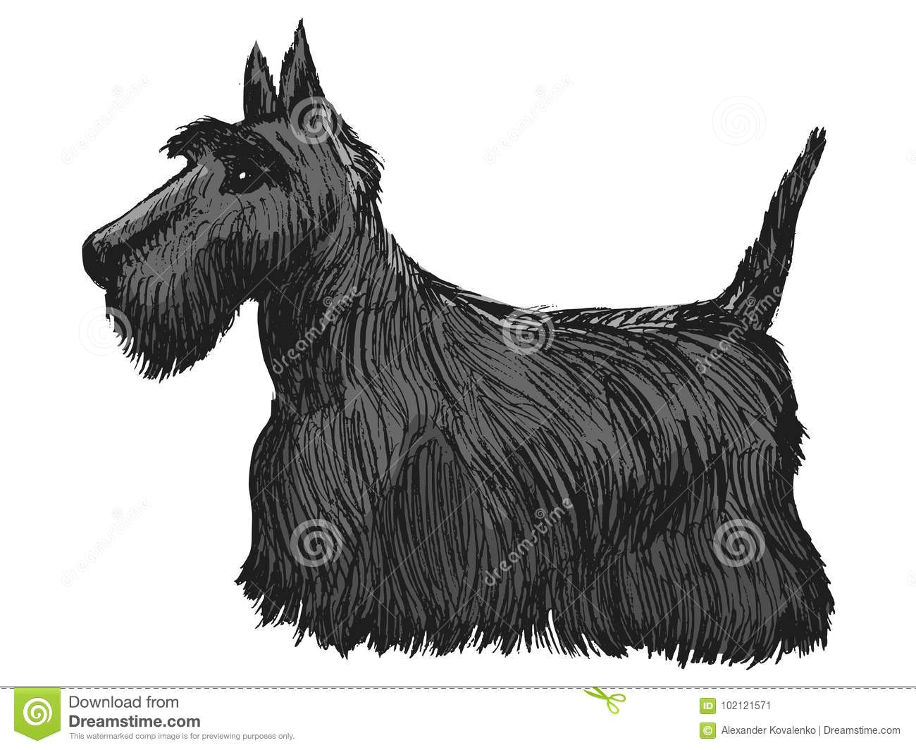 Drawing Of A Dog Side View Scottish Terrier Side View Stock Illustration Illustration Of