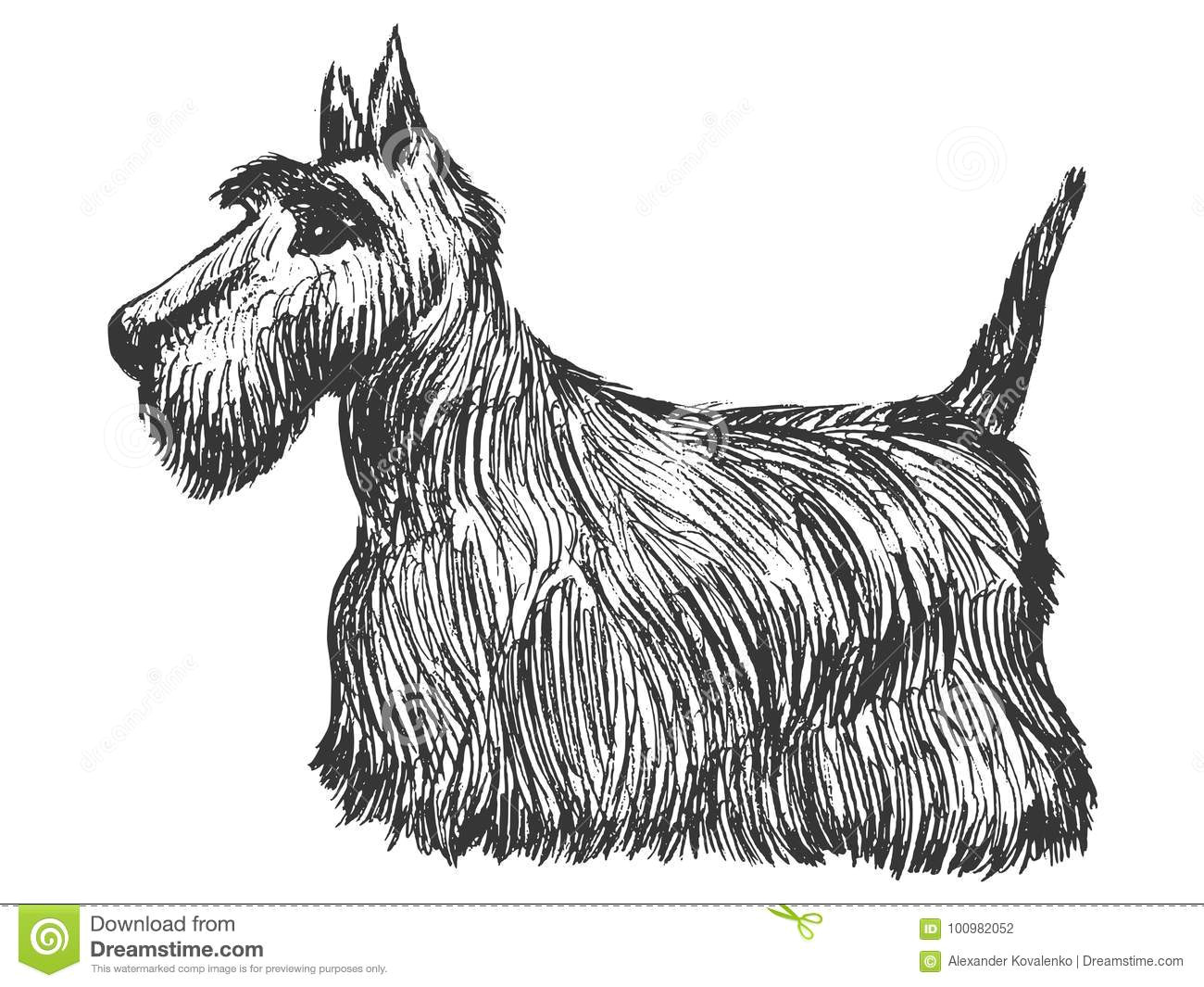 Drawing Of A Dog Side View Scottish Terrier Side View Stock Illustration Illustration Of
